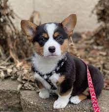 Please share it and subscribe! Rj S Corgis Home Facebook