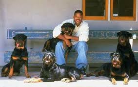 A gentle playmate and protector within the family circle, the rottie observes the. Rottweiler Steckbrief Charakter Wesen Haltung