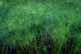 Image result for Cyperus papyrus