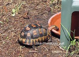 Sulcata tortoises are strictly herbivores—they eat only vegetation. Food Water Dishes For Small Tortoises