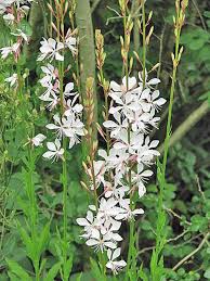 Image result for Oenothera lindheimeri