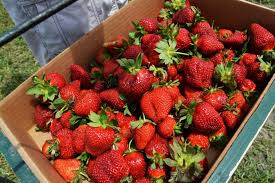 Check spelling or type a new query. Strawberry Care Picking Storing Freezing Preparing Strawberries On 903