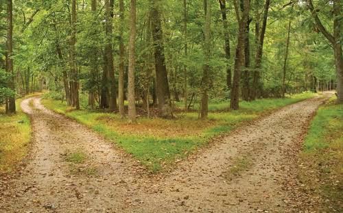 Choosing one path means abandoning the other | Sensible and Sensitive