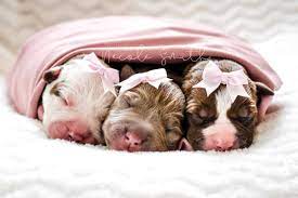 Newborn Puppy Session How Sweet Are They Newborn Puppies Puppy Litter Puppy Photography