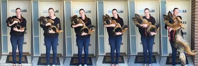 Reddit Couple Document Their Dogs Extraordinary Growth