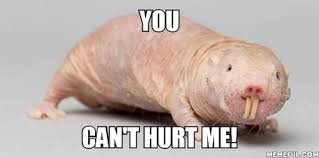Naked Mole Rat Immune To Pain And Cancer 9gag