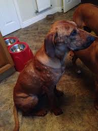 Dog Bee Sting Allergy: Learn From Echo'S Story - Pd Insurance