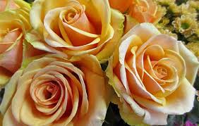 Color schemes, paints, palettes, combinations, gradients and color space conversions for the #ffdcc0 hex color code. Peach Roses Meaning And Symbolism All Rose Color Meanings