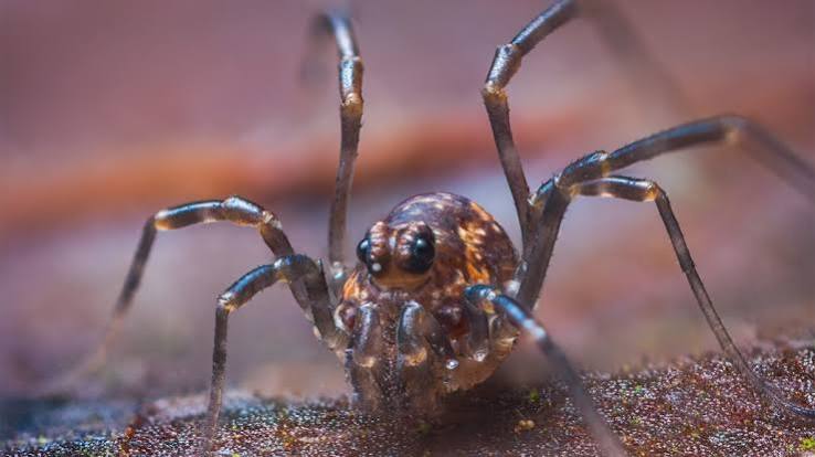 A species of daddy longlegs has been hiding four extra eyes