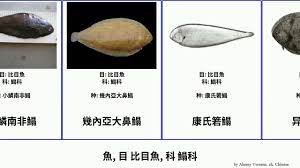 魚, 目比目魚, 科鰨科fish 异鳞箬鳎埃及鰨圓尾雙色鰨菲律賓寬箬鰨三眼大鼻鰨康氏箬鰨南澳條鰨