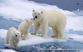 Ner Adli Kullanicinin Polar Bears My Favorite Panosundaki Pin Hayvanlar