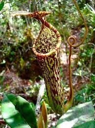 Nepenthes Stenophylla Carnivorous Plants Weird Plants Rare Flowers