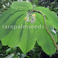 They can be woody or herbaceous. Passiflora Macrophylla Giant Leaved Passion Flower Buy Seeds At Rarepalmseeds Com