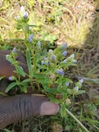 Image result for Exacum oldenlandioides