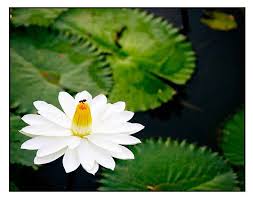 Image result for Nymphaea lotus