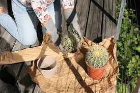 You can prune the top off safely without compromising the health of the bottom plant. Easy Care Urban Jungle Cacti And Other Succulents The Herb Cottage