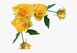 Rose yellow beautiful pictures of flowers free download. Yellow Rose Clipart Stem Drawing Yellow Flowers Frame Png Png Image Transparent Png Free Download On Seekpng