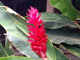 When sending flowers to someone in costa rica, you may consider including a guaria morada. Costa Rica Flowers Rickmccharles Com
