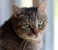 Never euthanize a cat based on a snap test.never ever even though some vets will try to convince you differently. Feline Leukemia Education