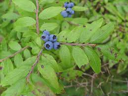 Image result for Vaccinium stanleyi