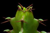 Image result for Euphorbia jubata