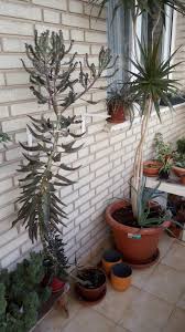 Kalanchoe Daigremontiana Is Too Tall Is It Normal Succulents