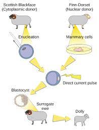A transgenic organism is one that contains a gene or genes which have been artificially inserted a transgenic animal, for instance, would be an animal that underwent genetic engineering. 17 1 Biotechnology Biology Libretexts