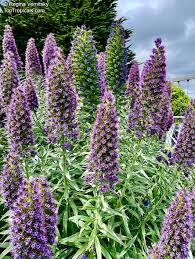 Image result for Exochaenium exiguum