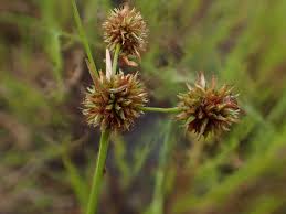 Image result for Rhynchospora holoschoenoides