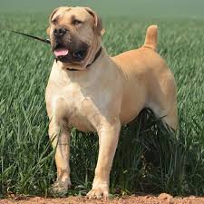 Animalssale found 27512 dogs for sale in usa, which meet your criteria. South African Boerboel Reasons Why Every Homeowner Should Buy This Dog Breed