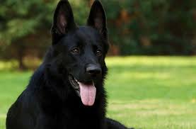 According to the fci, the breed's english language name is german shepherd dog. Black German Shepherd Breed Information