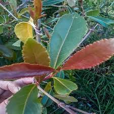 Image result for Catha edulis