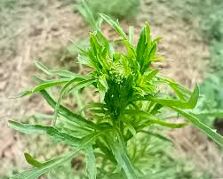 Image result for Lepidium bonariense
