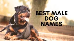 And names that sound very similar to other family members. Top 500 Best Female Dog Names From Sweet To Unique In 2021 In 2021