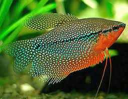 Jenis ikan hias air tawar kecil ini juga sering disebut pearl gourami, dikarenakan memiliki ciri khusus berupa sepasang sirip pipih panjang di bagian bawah tubuhnya. Panduan Lengkap Cara Budidaya Ikan Sepat Mutiara Mulai Dari Pembenihan Hingga Pembesaran Faunadanflora Com