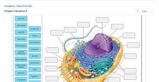 Animal cell structures and functions drag the labels. Label The Structures Of The Animal Cell Below Drag Chegg Com