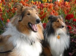 Collie Information Dog Breeds At Thepetowners Shetland Sheepdog Best Dog Breeds Dog Breeds
