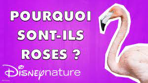 Harry potter et l'ordre du phénix (apparition dans la version française). Pourquoi Les Flamants Sont Ils Roses Youtube