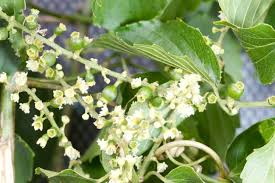 Image result for Gouania scandens