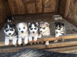 28 Free Siberian Husky Puppies Ideas Husky Puppy Siberian Husky Puppies Puppies
