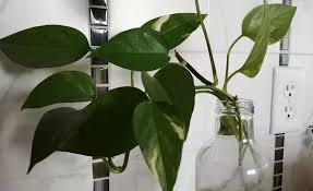 This is a very popular plant as it's very unpretentious. 29 Plants That Grow In Water Only Without A Hydroponic System The Practical Planter