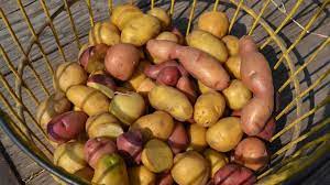 Place potatoes in a large bowl and drizzle with olive oil, garlic salt, salt and pepper. Hot Potato Trends On Front Burner For Florida Growers Growing Produce