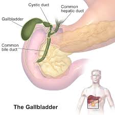 Gallbladder Wikipedia