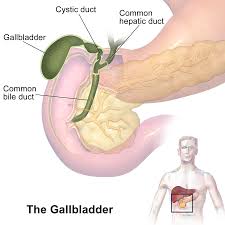 gallbladder wikipedia