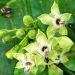 Image result for Aidia micrantha