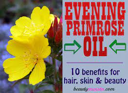 Evening primrose oil, university of maryland medical center. 10 Beauty Benefits Of Evening Primrose Oil For Skin Hair Beautymunsta Free Natural Beauty Hacks And More