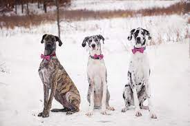 Maybe you would like to learn more about one of these? Great Dane Puppies Hampton Mn Bmo Show