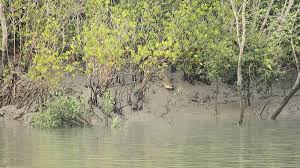 World Environment Day: Sundarbans Faces Biodiversity Challenge, say Experts  | NewsClick
