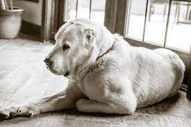 afganistan daki kopek dovuslerinin bir numaralari unsuru olarak dovusturulen alabai kopekleri hakkinda su notu da alabai dog dog breeds central asian shepherd