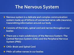 Ppt The Human Nervous System Powerpoint Presentation Free Download Id 4337278